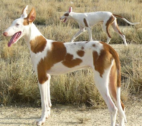 Podenco Ibicenco 